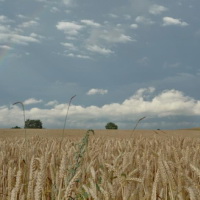 Duha nad sklizní